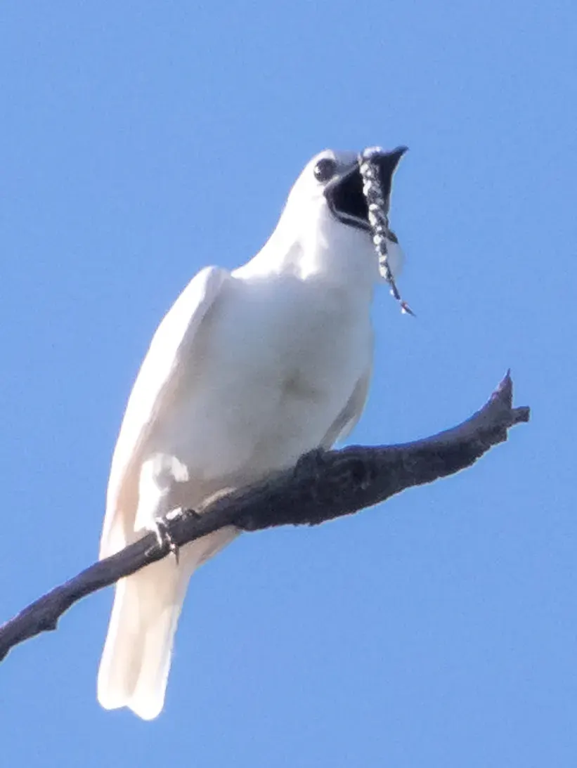 La carte Araponga blanc