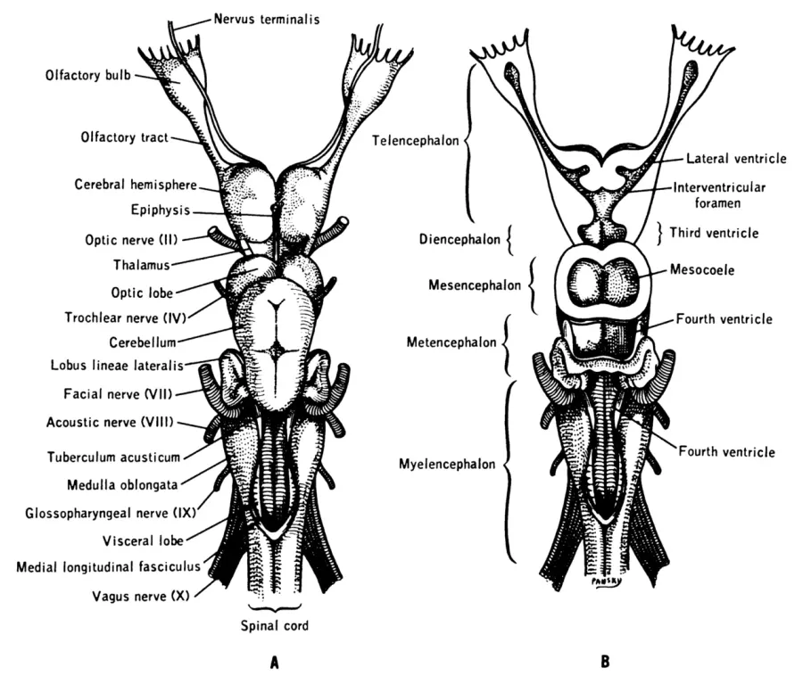 The Terminal nerve card