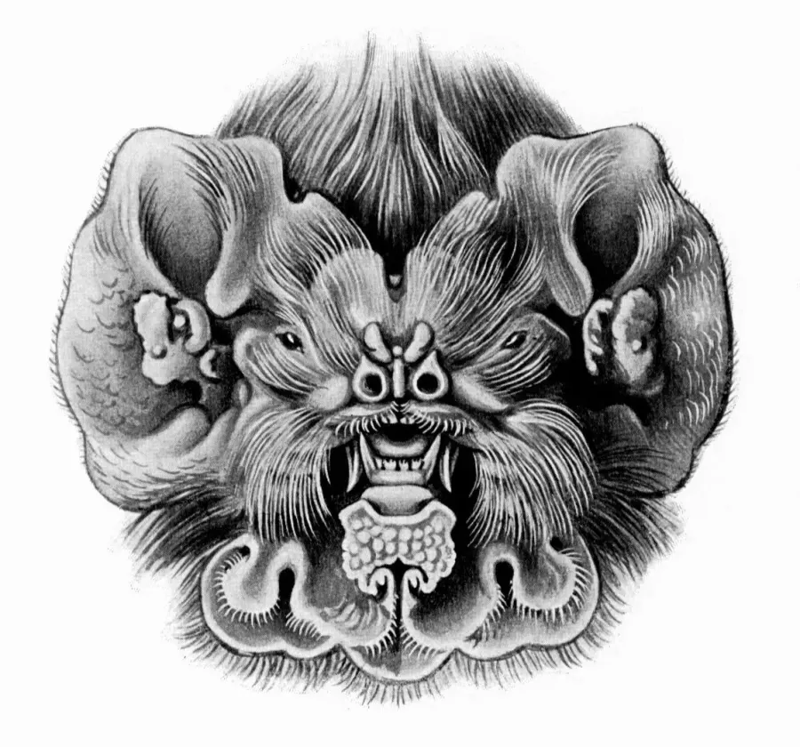 La carte Mormoops blainvillii