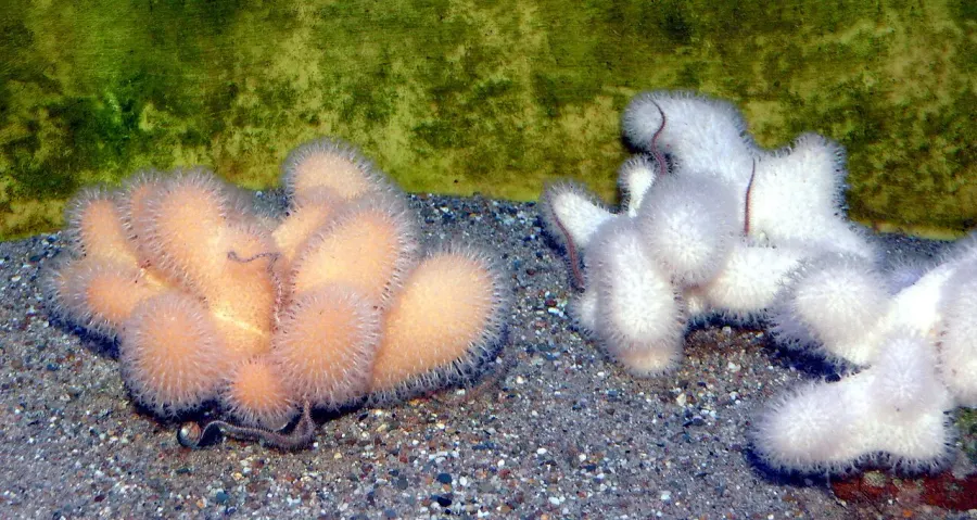 The Alcyonium digitatum card