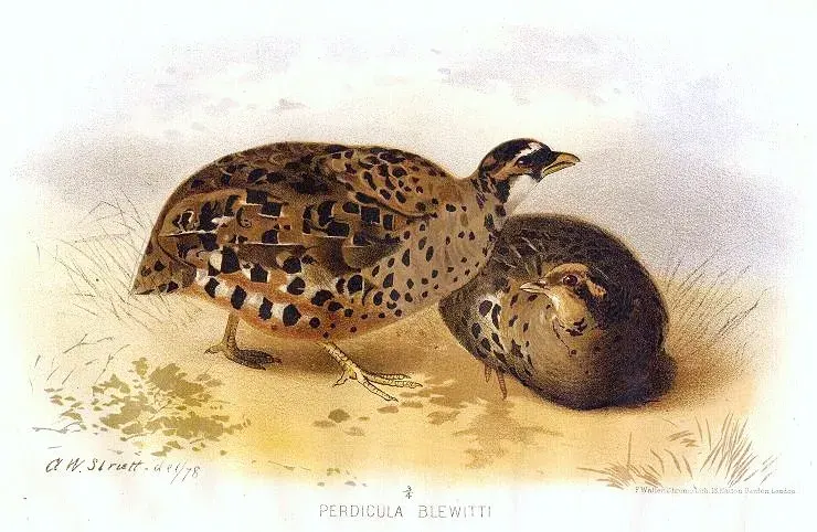 La carte Perdicula