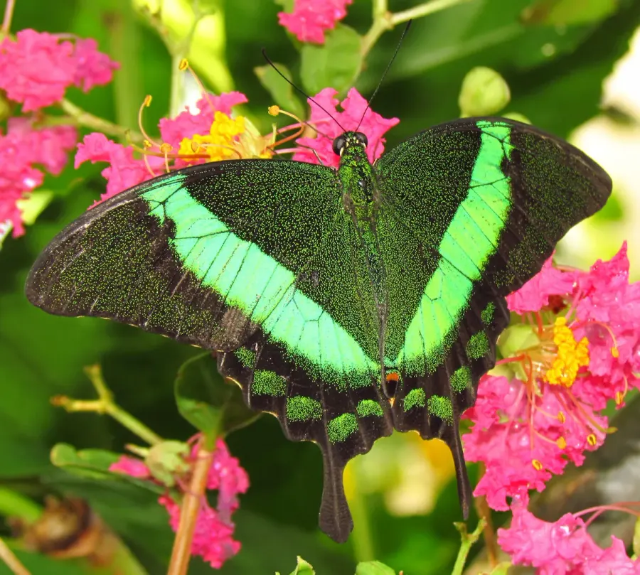 The Papilio palinurus card