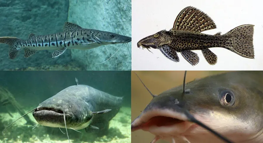 La carte Siluriformes