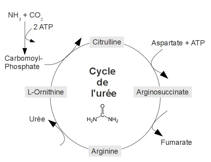 The Urea cycle card