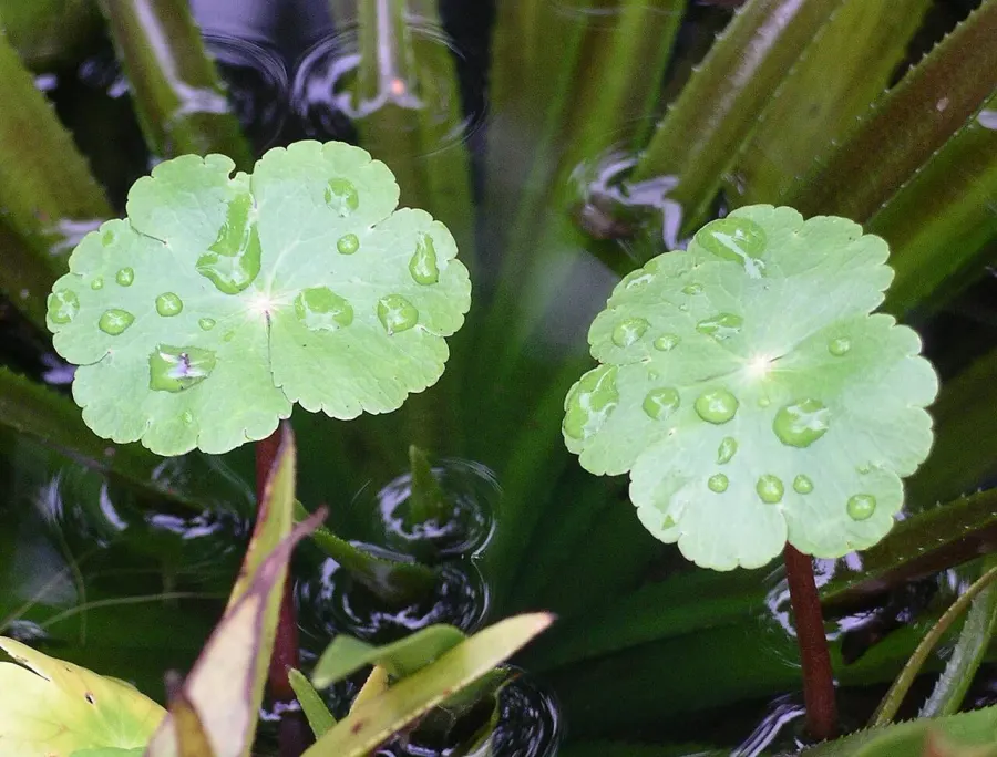 La carte Hydrocotyle ranunculoides