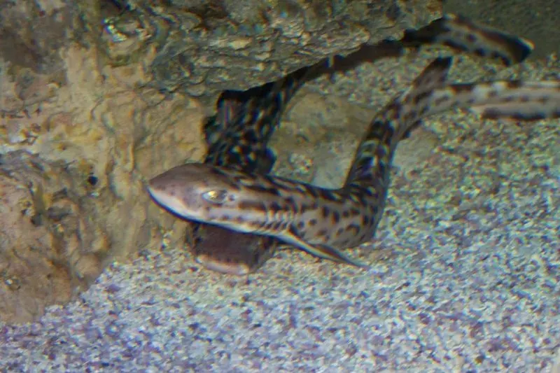La carte Atelomycterus