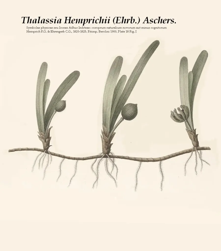 The Thalassia card