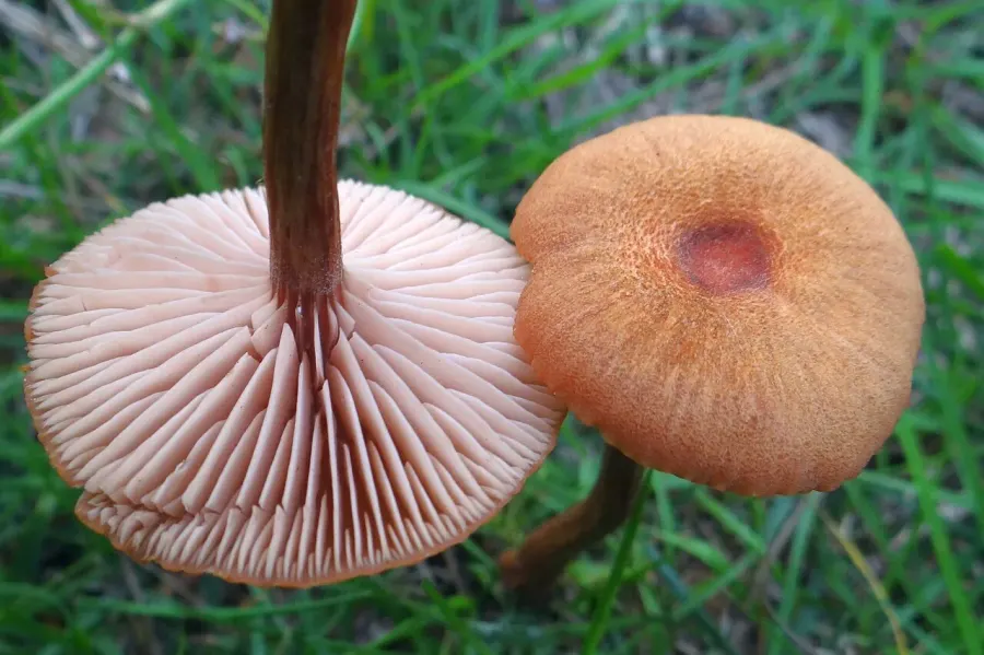 La carte Laccaria laccata