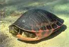 The Alabama red-bellied cooter card