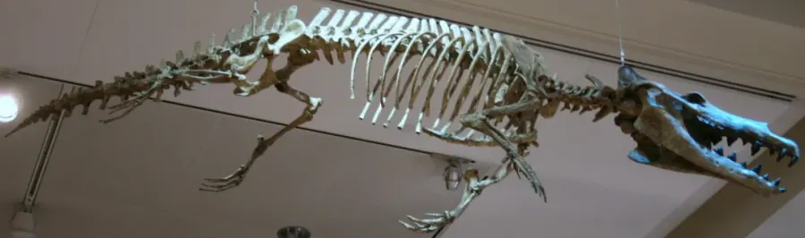 The Maiacetus card