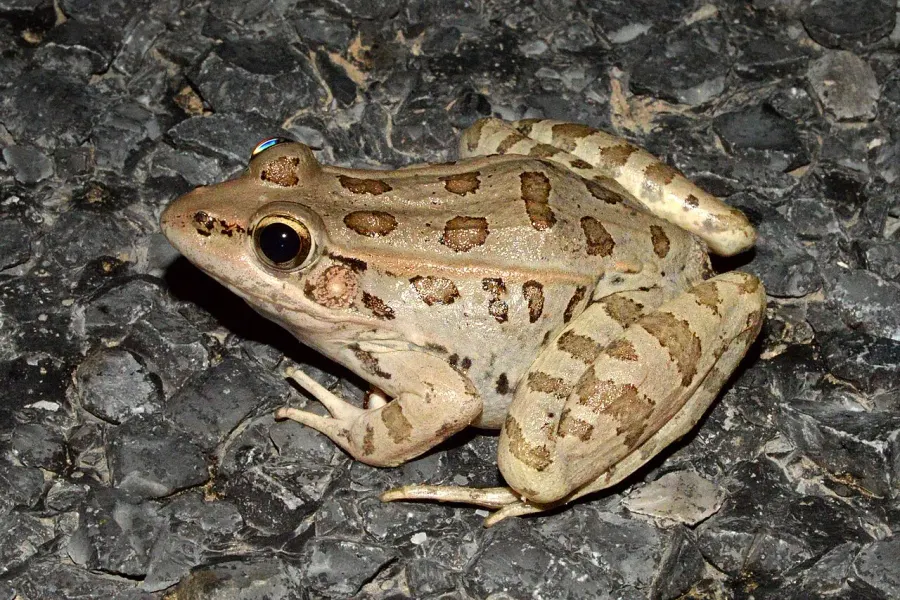 La carte Lithobates berlandieri