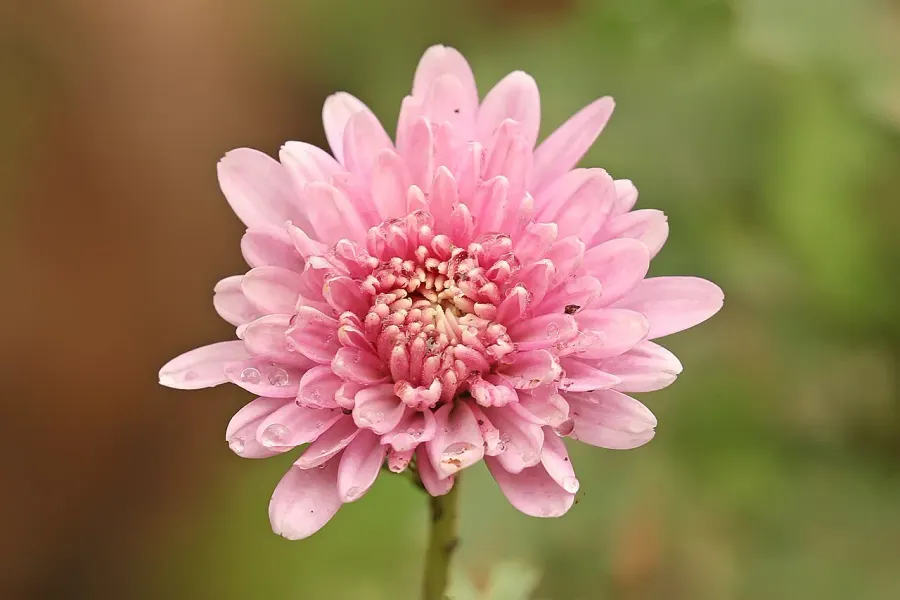 La carte Chrysanthemum