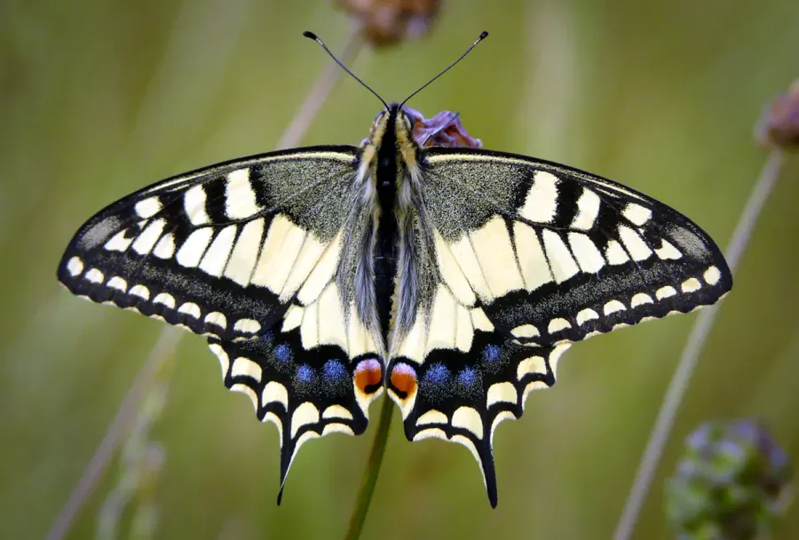 La carte Papilionidae