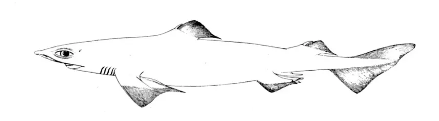La carte Centrophorus
