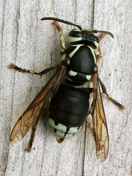 The Dolichovespula card