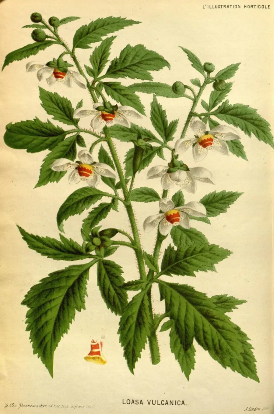 La carte Loasaceae