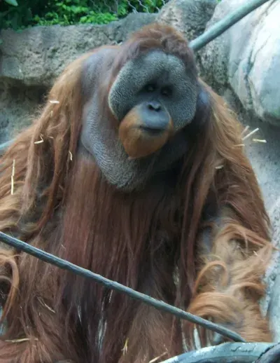 The Bornean orangutan card