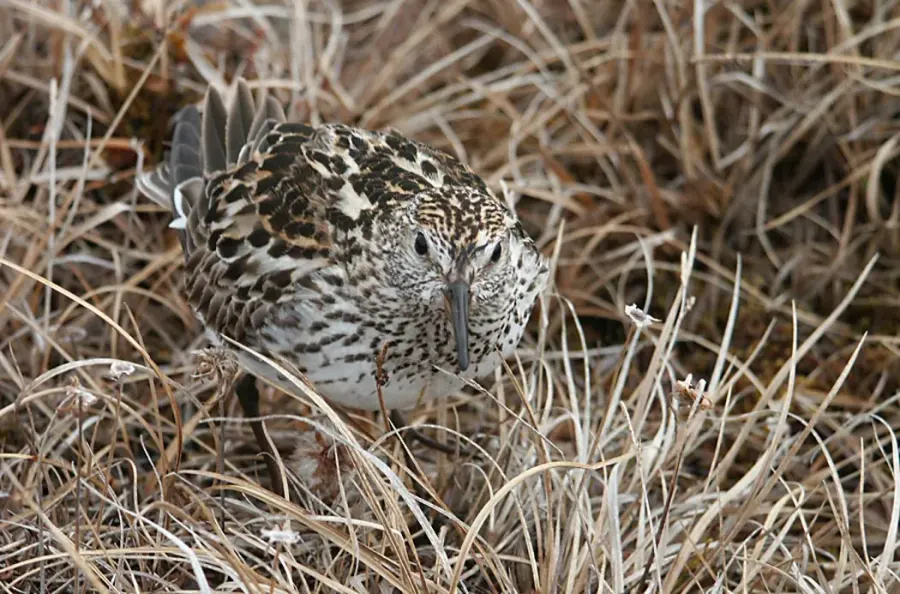 The White-rumped sandpiper card