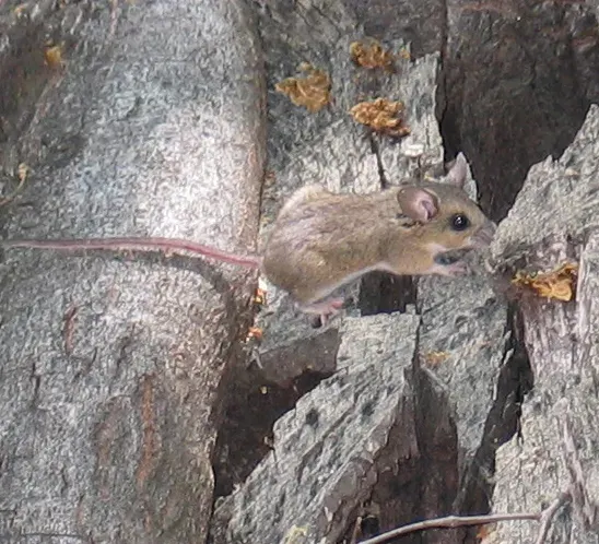 La carte Peromyscus boylii