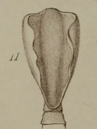 La carte Diphyllobothrium