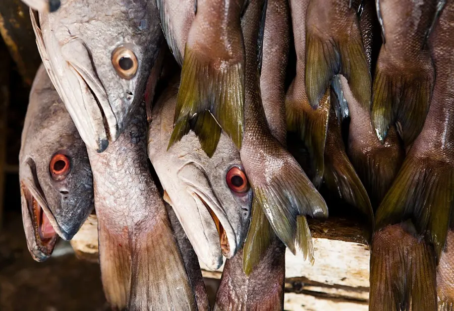La carte Poisson