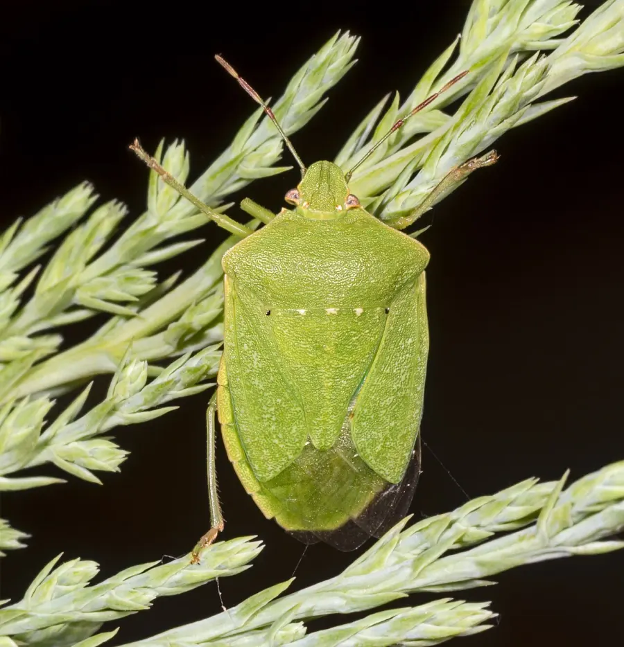 La carte Nezara viridula