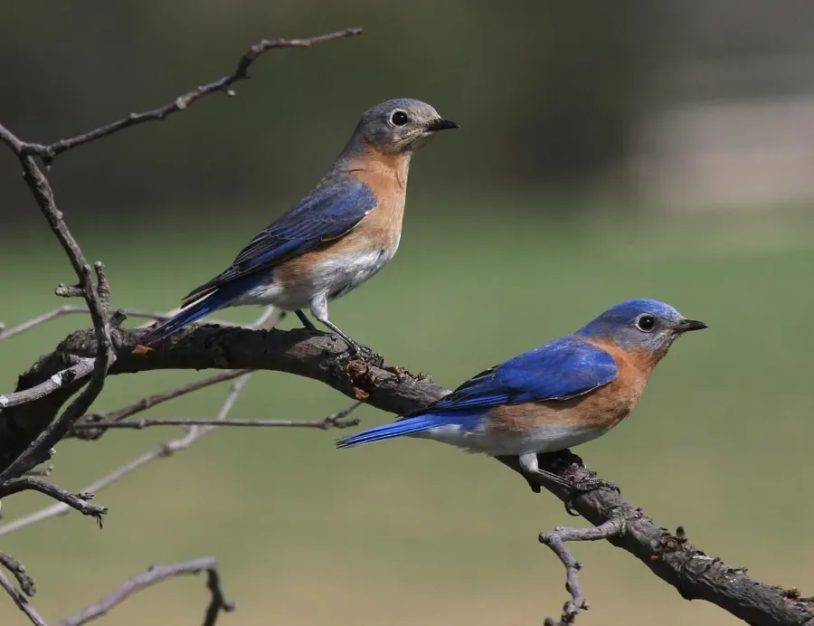 The Eastern bluebird card