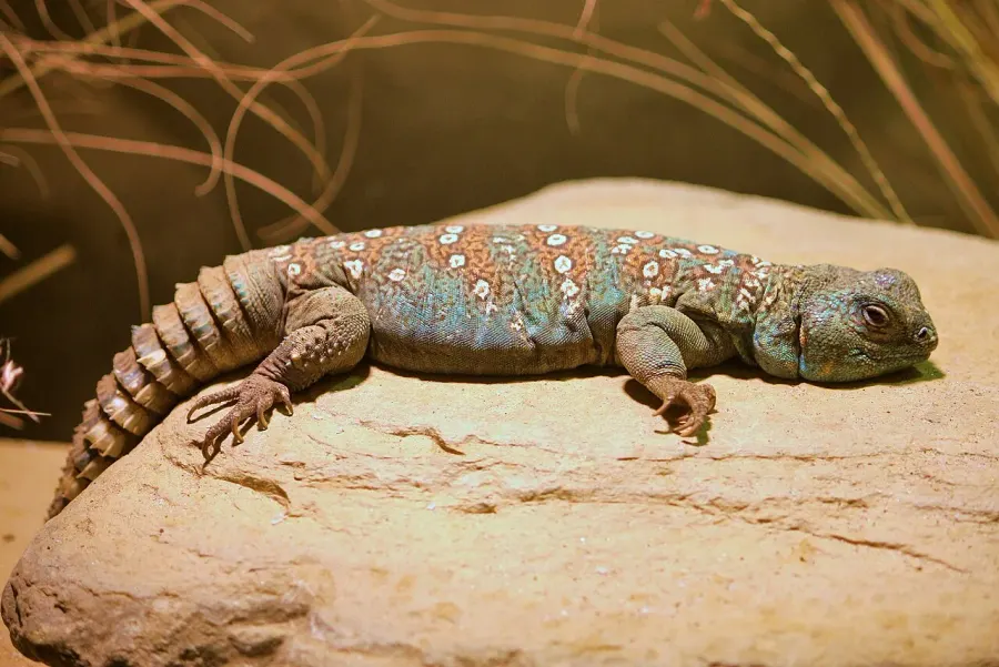 La carte Uromastyx ocellata