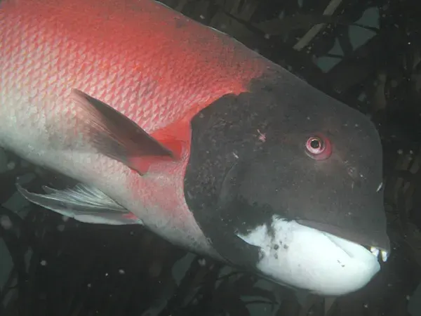 The California sheephead card