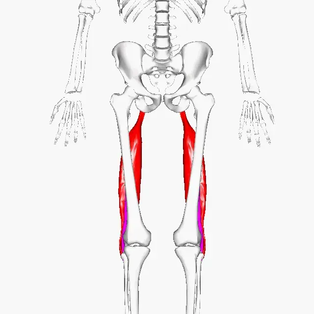 The Biceps femoris muscle card