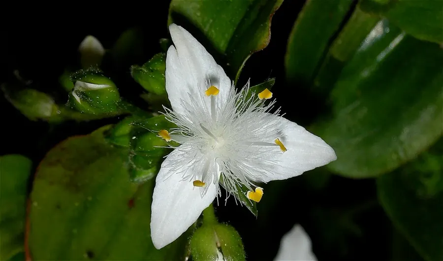 La carte Tradescantia fluminensis