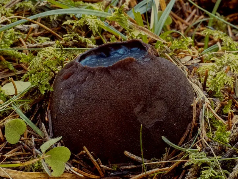The Sarcosomataceae card