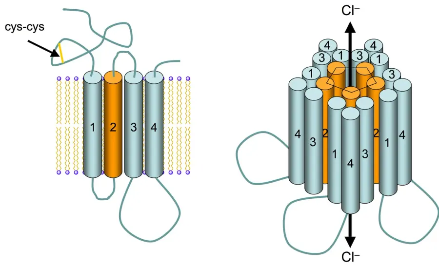 The GABAA receptor card
