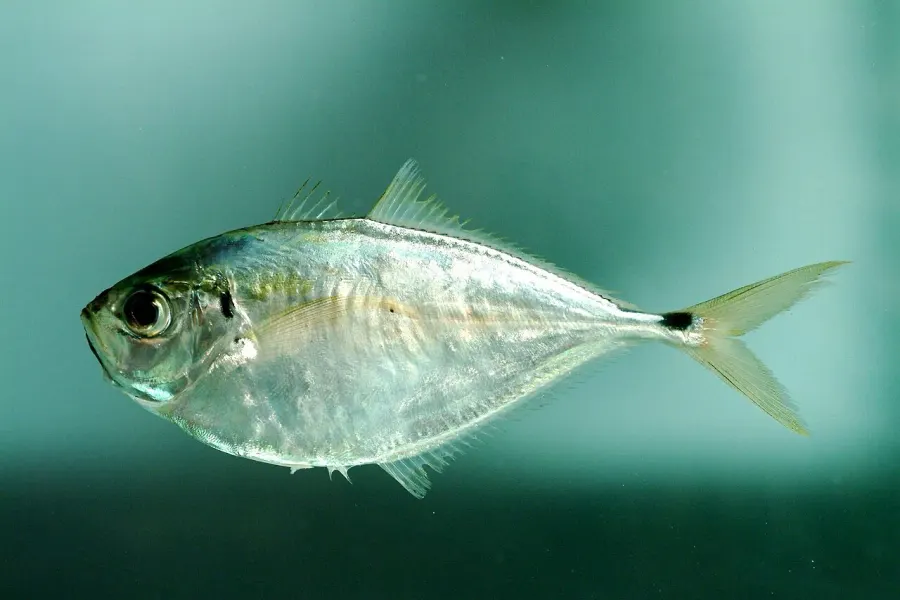 La carte Chloroscombrus chrysurus