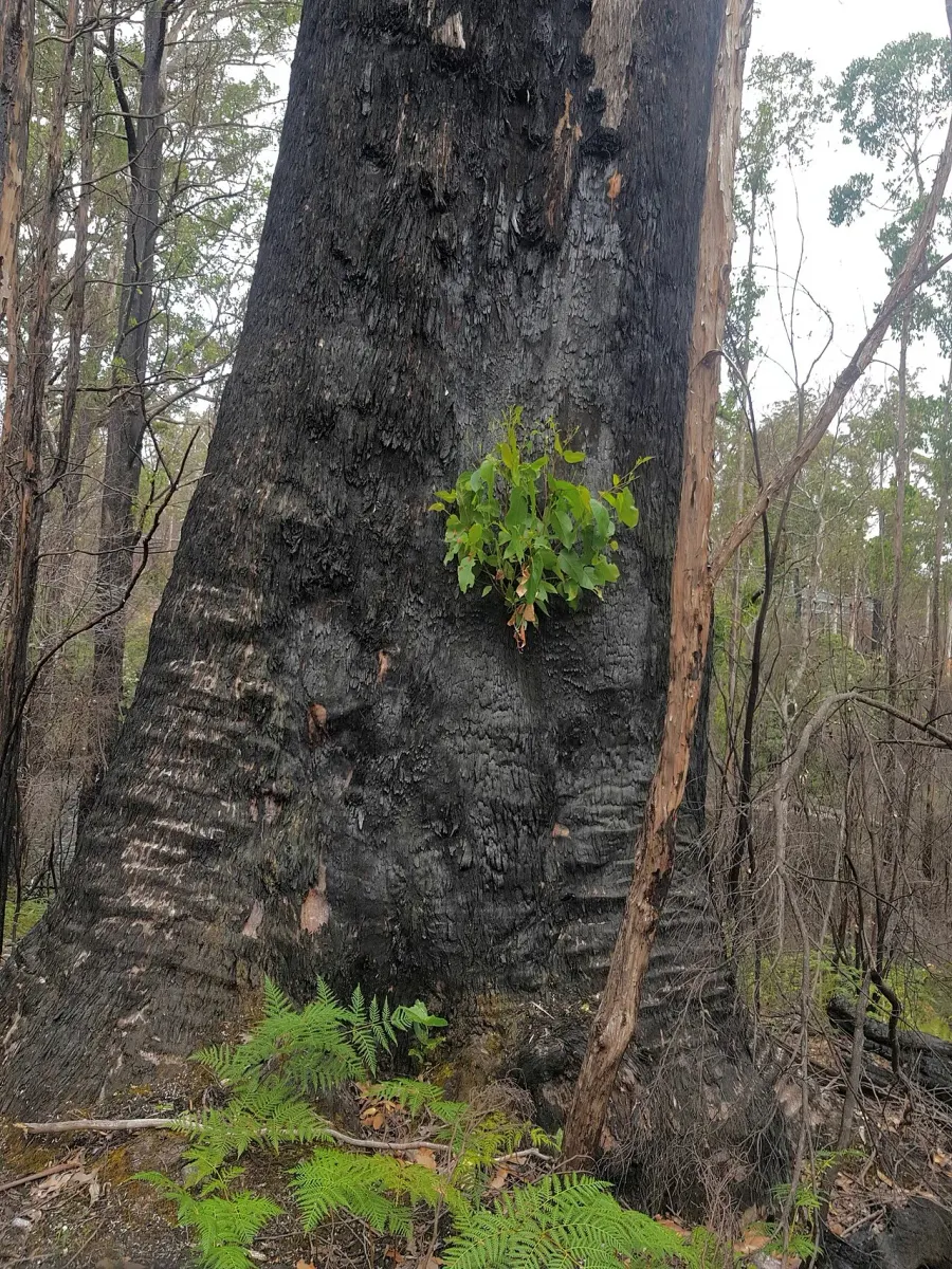The Eucalyptus obliqua card