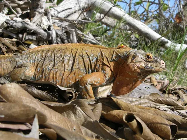 La carte Cyclura rileyi