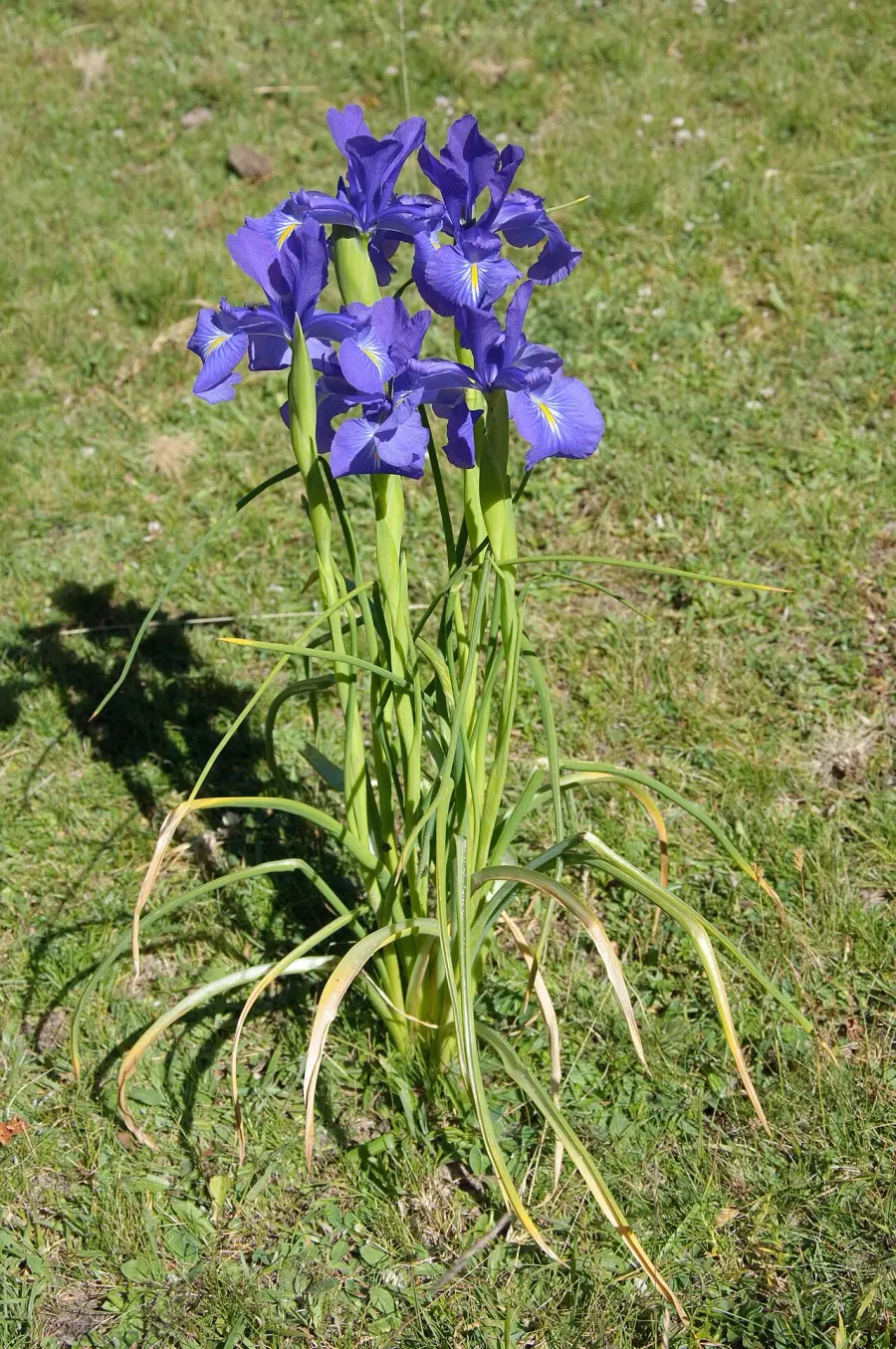 La carte Iris latifolia