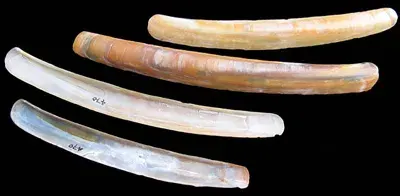 La carte Ensis ensis