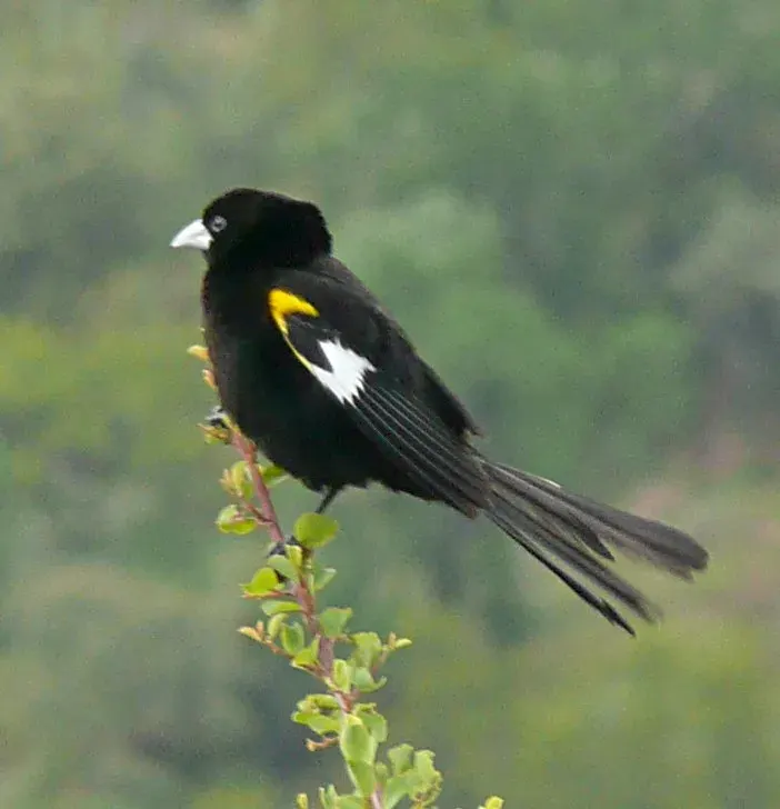 The White-winged widowbird card