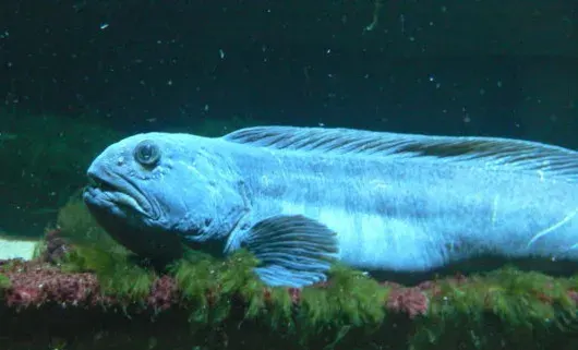 La carte Anarhichadidae