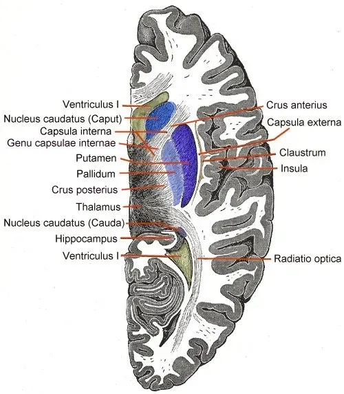 La carte Capsule interne