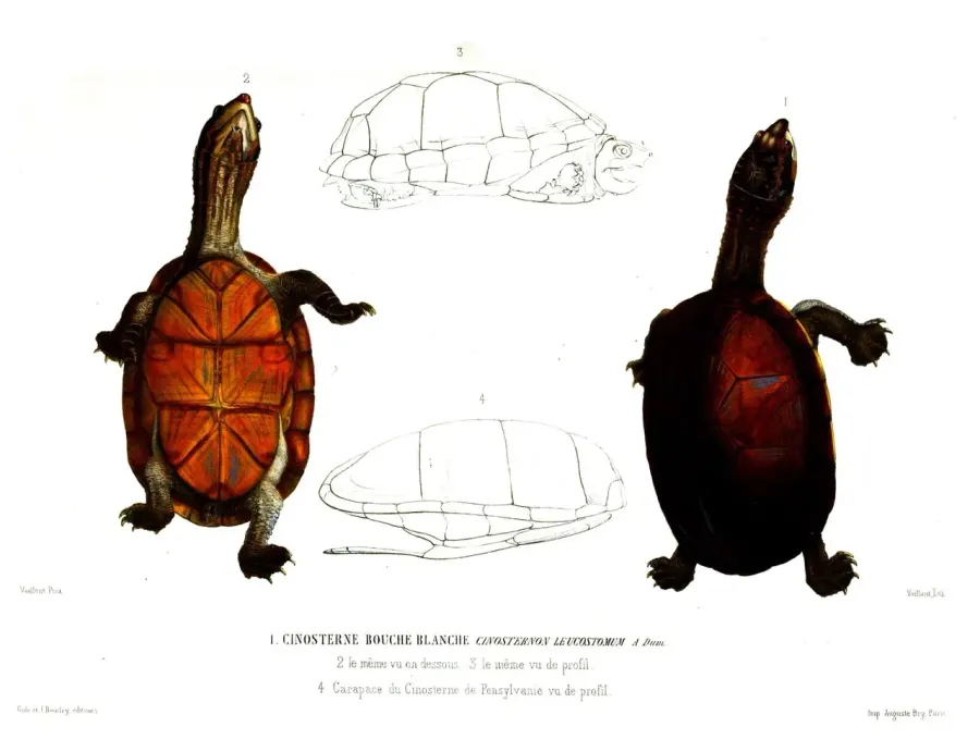The White-lipped mud turtle card