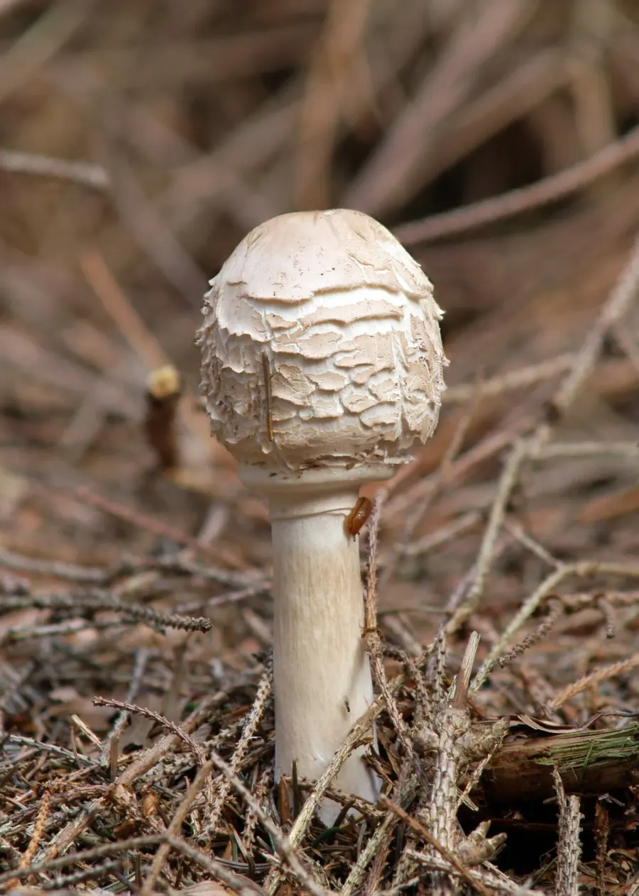 The Chlorophyllum card