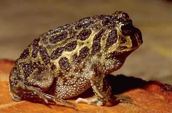 The Odontophrynidae card