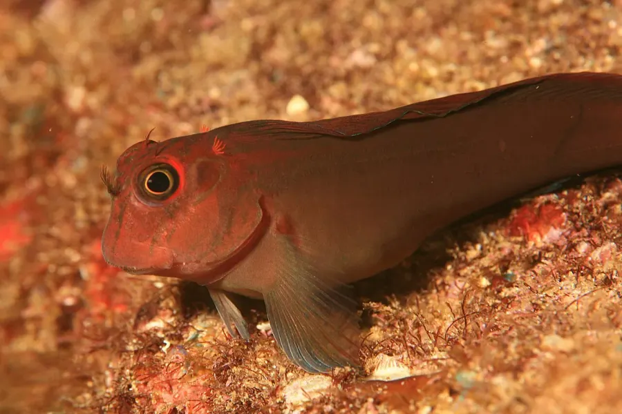The Blenniiformes card