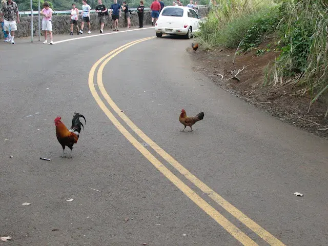 The Why did the chicken cross the road? card