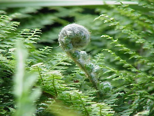 La carte Polystichum