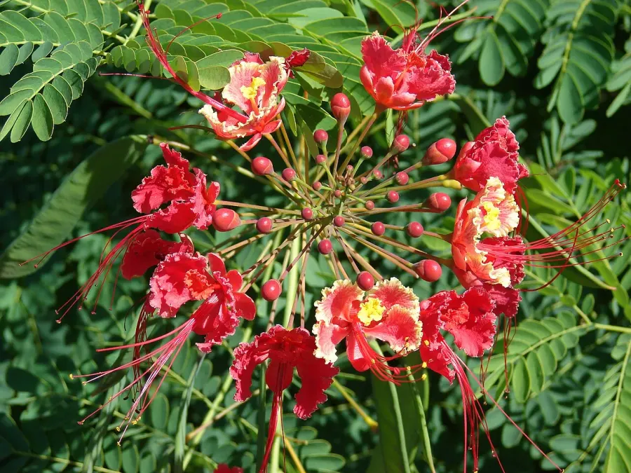 La carte Caesalpinia