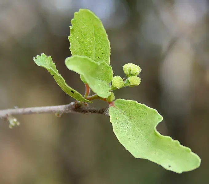 La carte Flacourtia