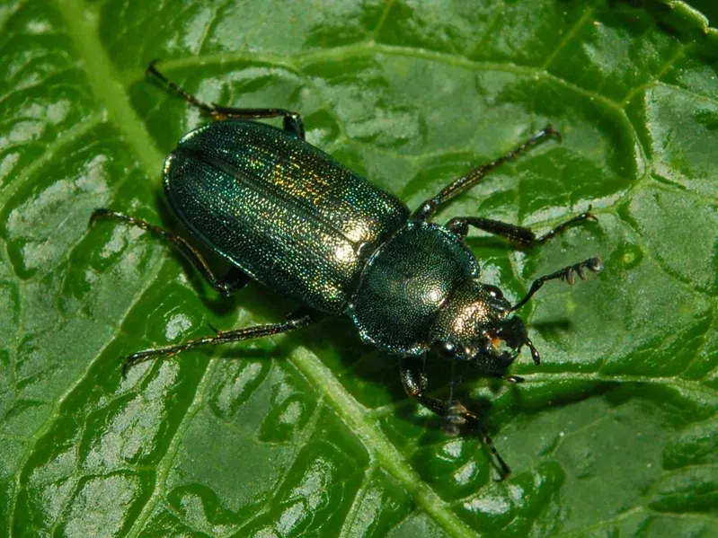 The Platycerus caraboides card